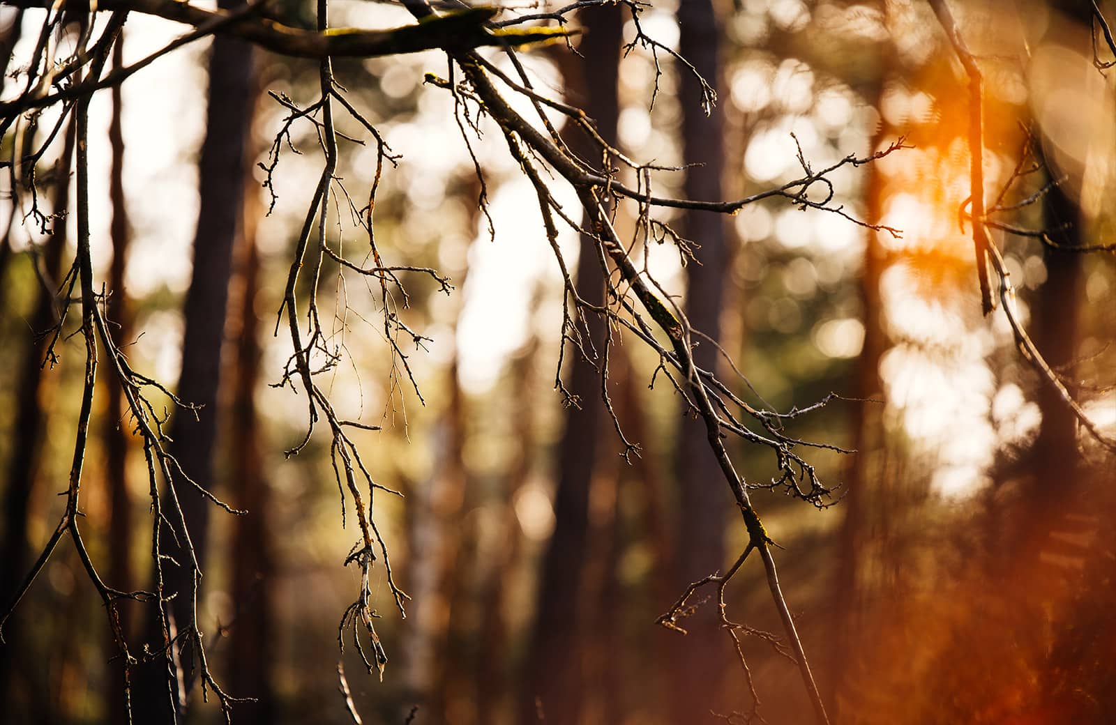 Climbing Fontainebleau- By Nathalie DuPre Commercial Photography