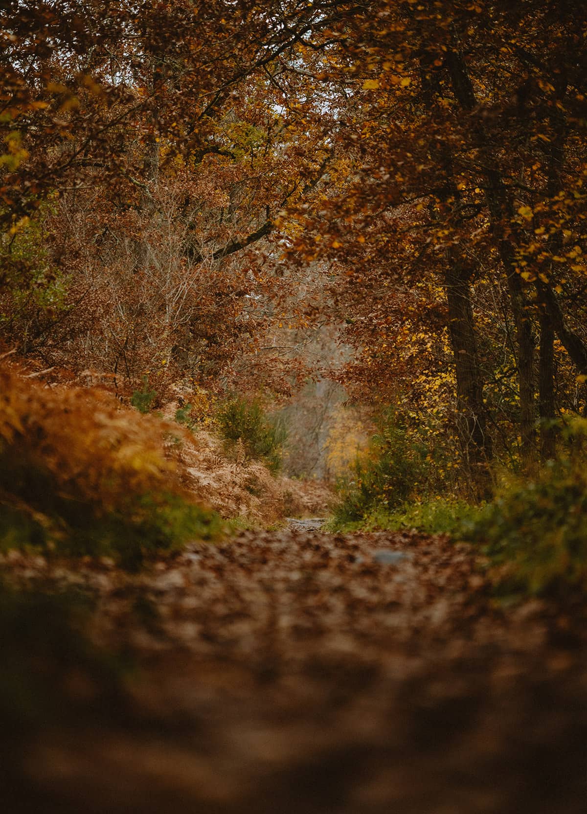 Climbing Fontainebleau- By Nathalie DuPre Commercial Photography