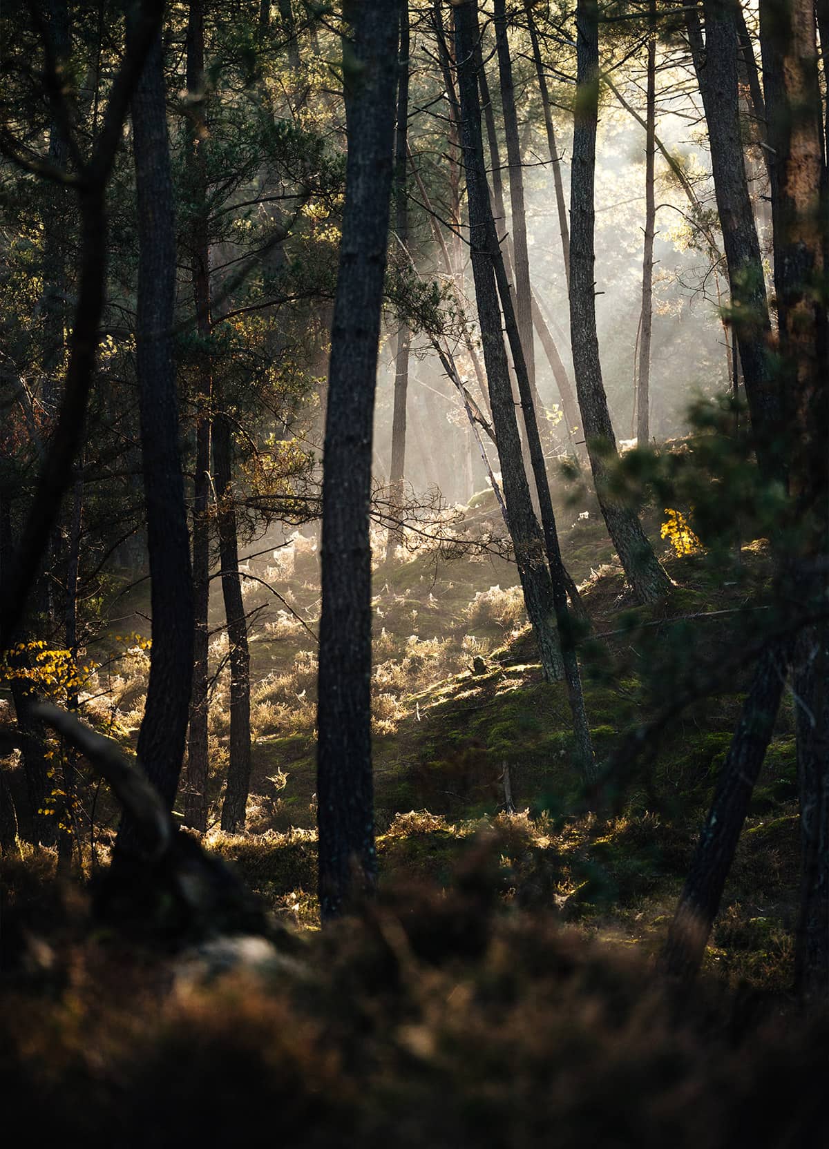 Climbing Fontainebleau- By Nathalie DuPre Commercial Photography