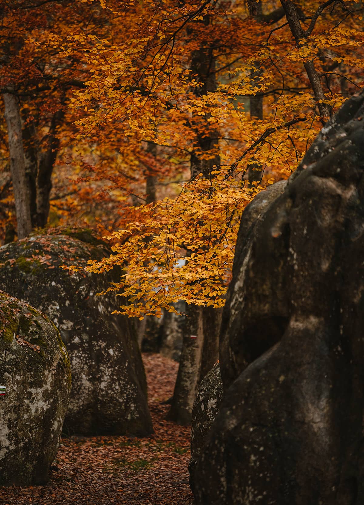 Climbing Fontainebleau- By Nathalie DuPre Commercial Photography